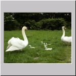 Cygnus olor - Hoeckerschwan 07.jpg